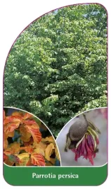 etykieta-szkolkarska-parrotia-persica