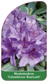etykieta-szkolkarska-rhododendron-catawbiense-boursault
