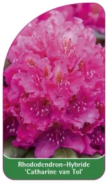 etykieta-szkolkarska-rhododendron-catharine-van-tol-a