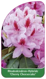 etykieta-szkolkarska-rhododendron-cherry-cheesecake-a