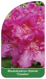etykieta-szkolkarska-rhododendron-claudine