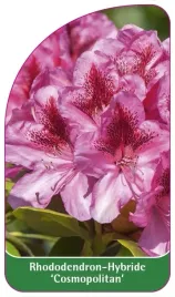 etykieta-szkolkarska-rhododendron-cosmopolitan
