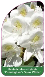 etykieta-szkolkarska-rhododendron-cunningham-s-snow-white
