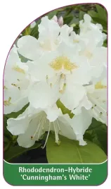 etykieta-szkolkarska-rhododendron-cunningham-s-white-a