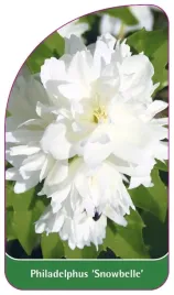 etykieta-szkolkarska-philadelphus-snowbelle