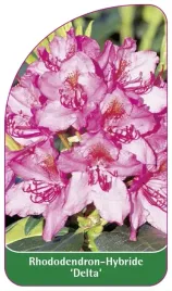 etykieta-szkolkarska-rhododendron-delta