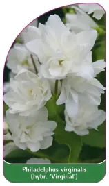 etykieta-szkolkarska-philadelphus-virginalis-hybr-virginal