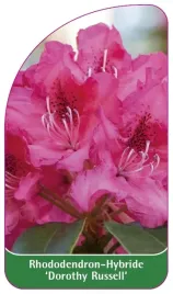 etykieta-szkolkarska-rhododendron-dorothy-russel
