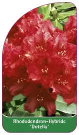 etykieta-szkolkarska-rhododendron-dotella