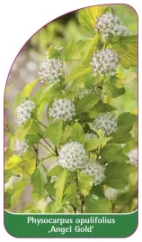 etykieta-szkolkarska-physocarpus-opulifolius-angel-gold
