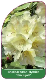 etykieta-szkolkarska-rhododendron-ehrengold-a