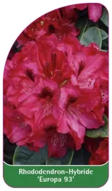 etykieta-szkolkarska-rhododendron-europa-93