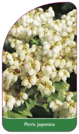 etykieta-szkolkarska-pieris-japonica