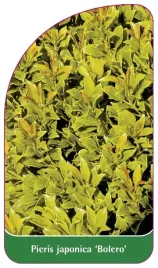 etykieta-szkolkarska-pieris-japonica-bolero