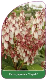 etykieta-szkolkarska-pieris-japonica-cupido-b