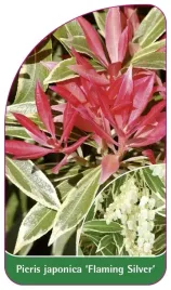 etykieta-szkolkarska-pieris-japonica-flaming-silver