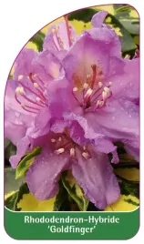 etykieta-szkolkarska-rhododendron-goldfinger
