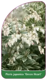 etykieta-szkolkarska-pieris-japonica-green-heart