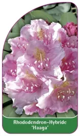 etykieta-szkolkarska-rhododendron-haaga