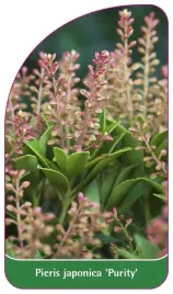 etykieta-szkolkarska-pieris-japonica-purity