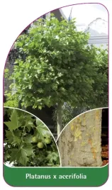 etykieta-szkolkarska-platanus-x-acerifolia