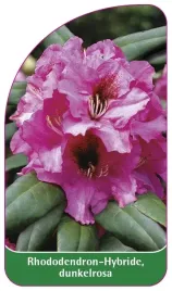 etykieta-szkolkarska-rhododendron-hybride-rosa-b