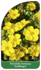 etykieta-szkolkarska-potentilla-fruticosa-goldfinger-b