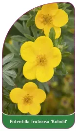 etykieta-szkolkarska-potentilla-fruticosa-kobold-a