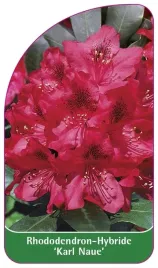 etykieta-szkolkarska-rhododendron-karl-naue