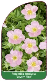 etykieta-szkolkarska-potentilla-fruticosa-lovely-pink