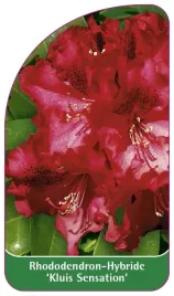 etykieta-szkolkarska-rhododendron-kluis-sensation