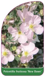 etykieta-szkolkarska-potentilla-fruticosa-new-dawn