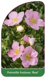 etykieta-szkolkarska-potentilla-fruticosa-rose-b
