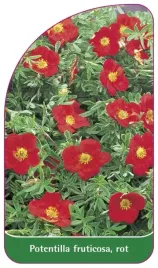etykieta-szkolkarska-potentilla-fruticosa-rot