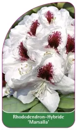etykieta-szkolkarska-rhododendron-marsalla