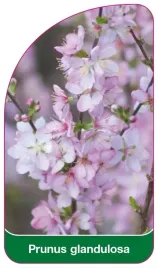 etykieta-szkolkarska-prunus-glandulosa