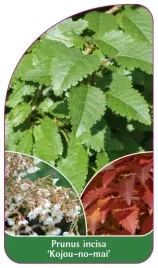 etykieta-szkolkarska-prunus-incisa-kojou-no-mai