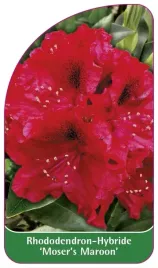etykieta-szkolkarska-rhododendron-moser-s-maroon