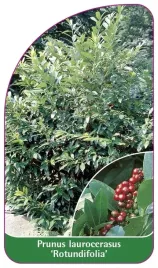 etykieta-szkolkarska-prunus-laurocerasus-rotundifolia