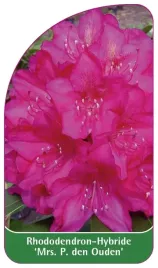 etykieta-szkolkarska-rhododendron-mrs-p-den-ouden