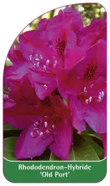 etykieta-szkolkarska-rhododendron-old-port-a