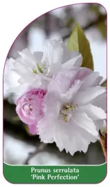 etykieta-szkolkarska-prunus-serrulata-pink-perfection