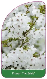 etykieta-szkolkarska-prunus-the-bride