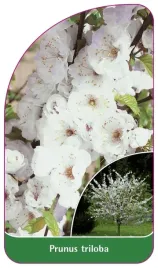 etykieta-szkolkarska-prunus-triloba-bialy
