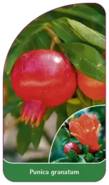 etykieta-szkolkarska-punica-granatum