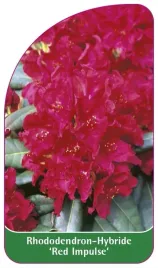 etykieta-szkolkarska-rhododendron-red-impulse