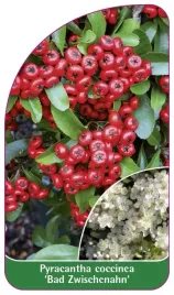 etykieta-szkolkarska-pyracantha-coccinea-bad-zwischenahn