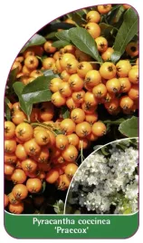 etykieta-szkolkarska-pyracantha-coccinea-praecox