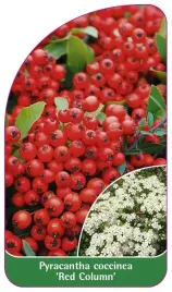 etykieta-szkolkarska-pyracantha-coccinea-red-column