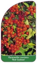 etykieta-szkolkarska-pyracantha-coccinea-red-cushion